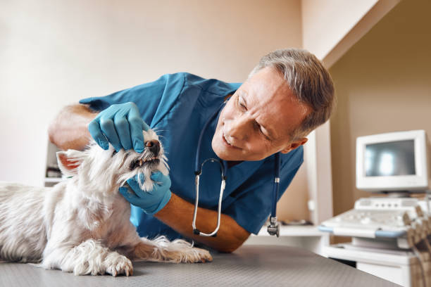 Best Walk-In Emergency Dentist in Glen Rock, NJ